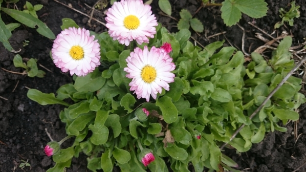 Маргаритки