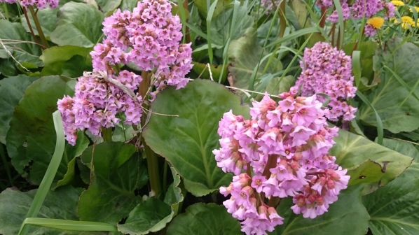 Снова Бадан