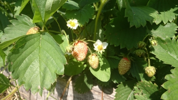 Виктория начинает созревать.