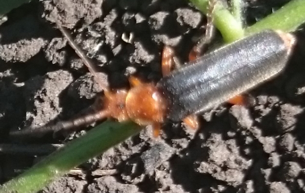 Кто такой?.. Гость сада.