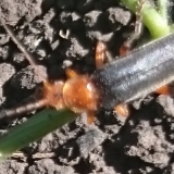 Кто такой?.. Гость сада.