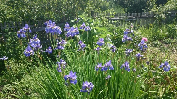 Ирисы