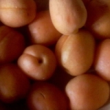 Абрикосы - 2012 год