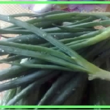 Лук батун с дачи - 2011 год