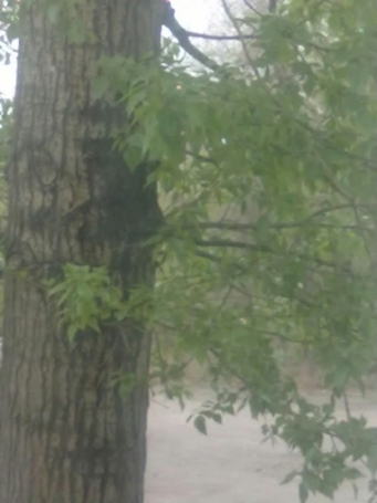 Тополь за моим окном... Ещё целый...