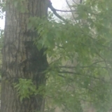 Тополь за моим окном... Ещё целый...