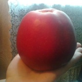 Яблочко размером с фуру )))