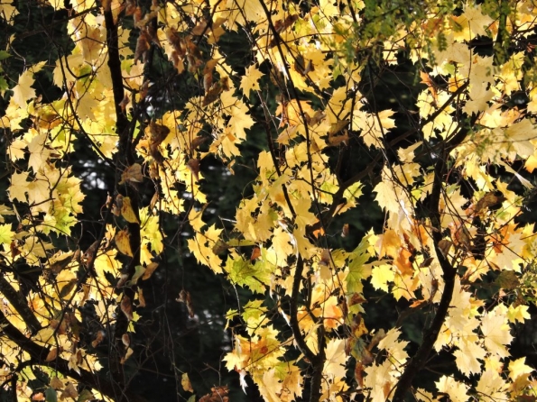 Санкт-Петербург. Осень