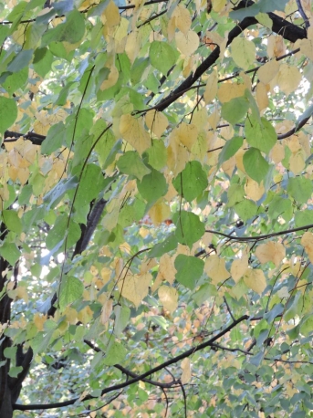 Санкт-Петербург. Осень