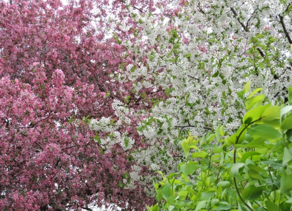 Цвета весны