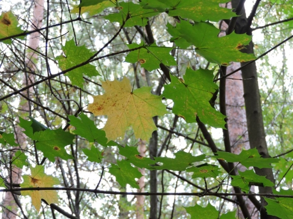 Санкт-Петербург. Осень
