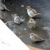 Санкт-Петербург. Брейк-данс в луже