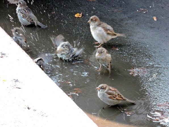 Санкт-Петербург. Брейк-данс в луже