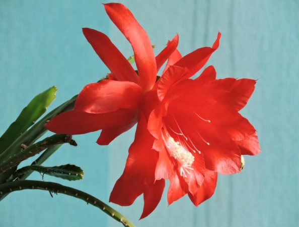 Эпифиллум расцвёл на День республики, почти два года отходил после укроарты.