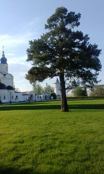 Одинокое дерево